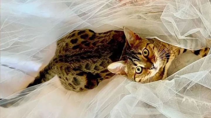 BRITNEY SPEARS / INSTAGRAM