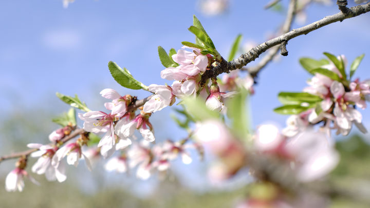 Almendro en flor / EUROPA PRESS