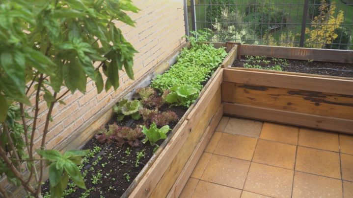 Huerto urbano / Telemadrid