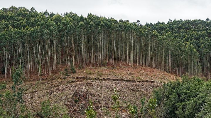 Eucaliptal en Ribadesella, Asturias / NIKO LÓPEZ / SEO BIRDLIFE