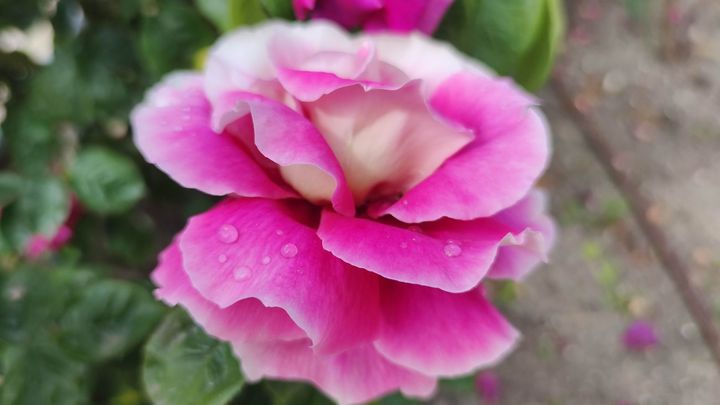 Rosa de la Rosaleda del Parque del Oeste / E.E