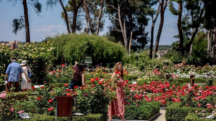 Varias personas visitan la floración de rosas en la Rosaleda del Parque del Oeste / EUROPA PRESS