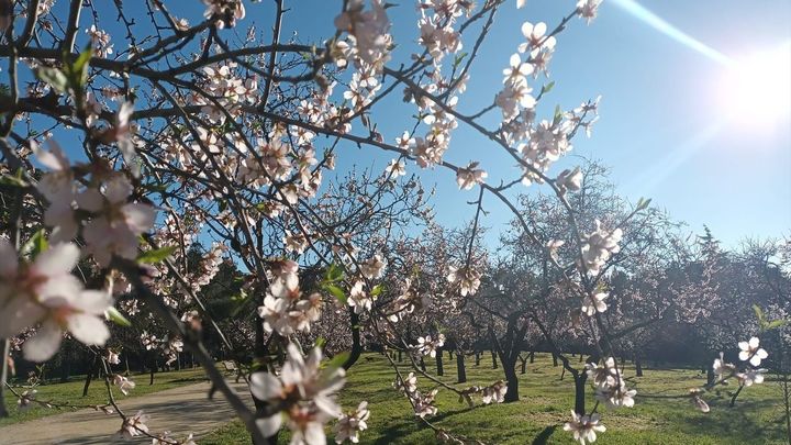Almendros en flor en la Quinta de los Molinos / EUROPA PRESS