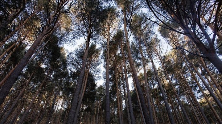Abedular de Canencia, una rareza botánica de la Sierra Norte de Madrid / EUROPA PRESS