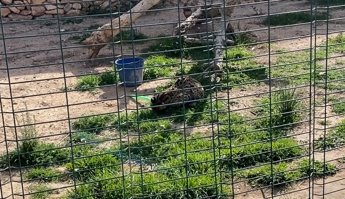 Uno de los animales salvajes enjaulado en una finca de Alicante antes de su venta / GUARDIA CIVIL