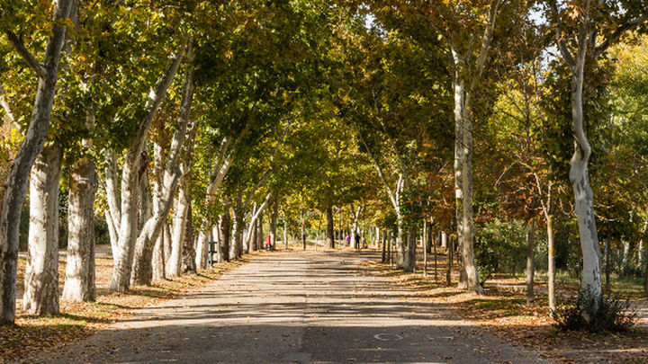 Paseo de los Castaños en la Casa de Campo / TURISMO MADRID