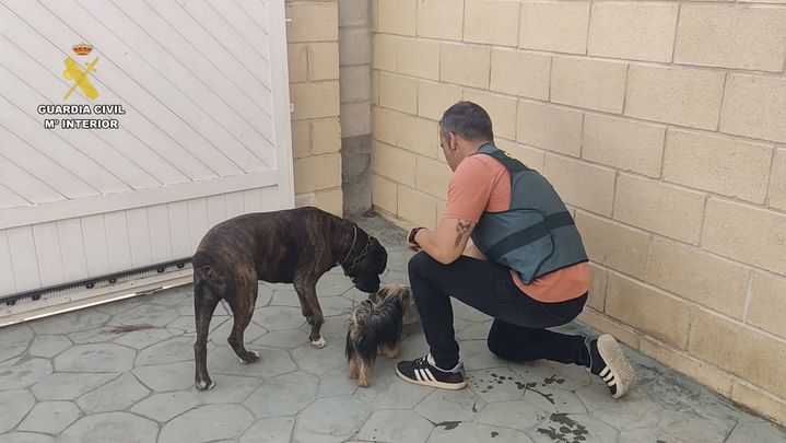 Operación ´Dogs Rescue` de la Guardia civil / Guardia Civil