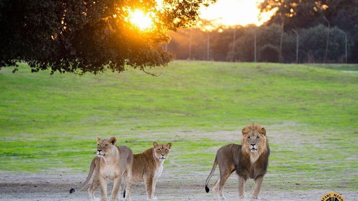 Leones en el Safari Madrid / SAFARI MADRID