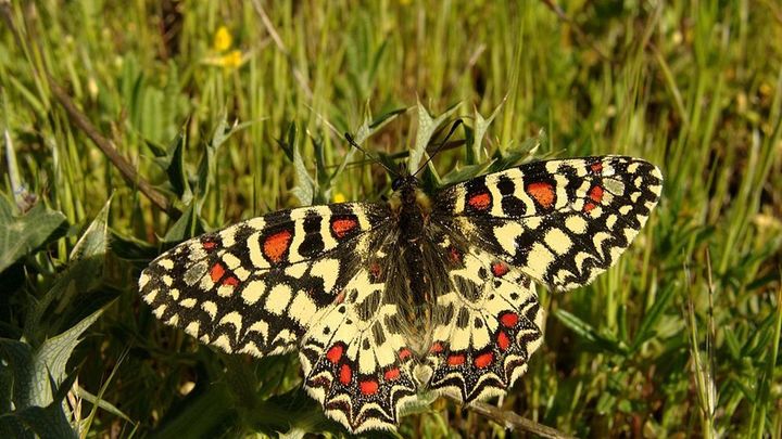 Zerynthia rumina, mariposa de gran tamaño que se puede observar en la reserva de Ontígola-El Regajal / DEADRIAN / CC