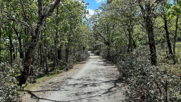 Camino franqueado por robles y jaras en las inmediaciones de Bustarviejo / P.O.