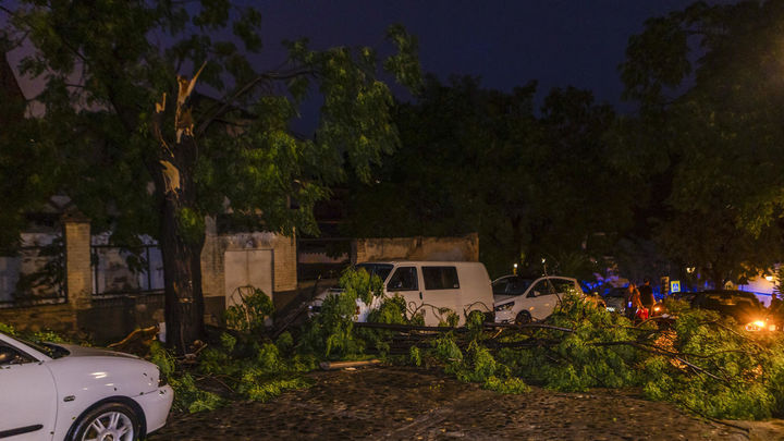 Arbol caído en Toledo / EFE