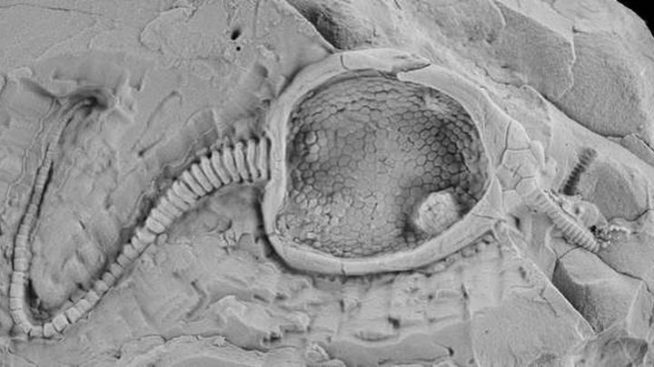 Imagen del fósil de Pleurocystites / SAMUEL ZAMORA / IGME