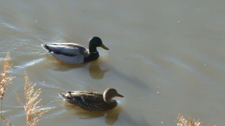Patos en el río Tajo / EUROPA PRESS