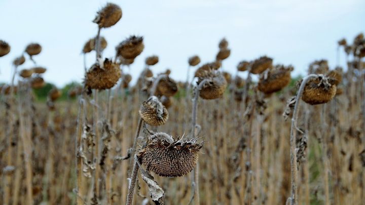 Campo de girasoles resecos por la sequía / EUROPA PRESS
