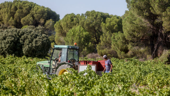 Un trabajador recoge uvas en Madrid / EUROPA PRESS