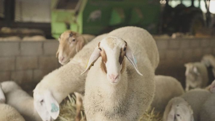 ovejas de Ciempozuelos / TELEMADRID