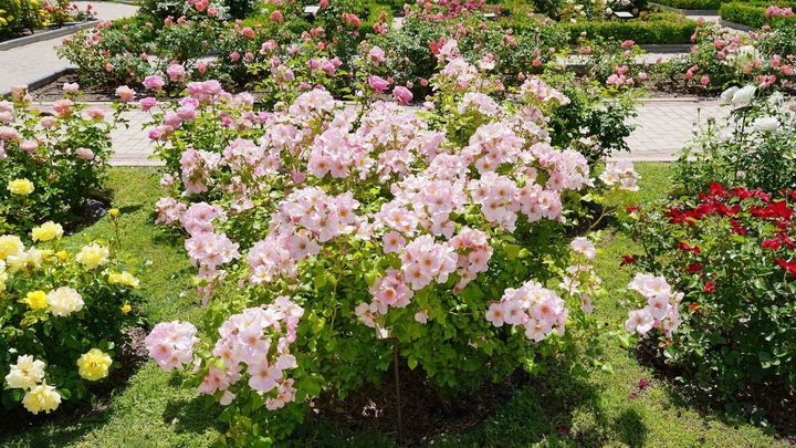 El rosal que consiguió la Medalla de Bronce en 2023 / AYTO. MADRID