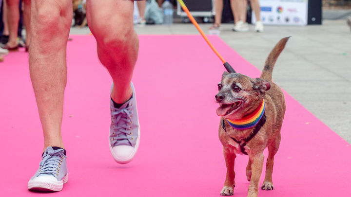 Desfile Plumas y Patitas 2023 / EUROPA PRESS