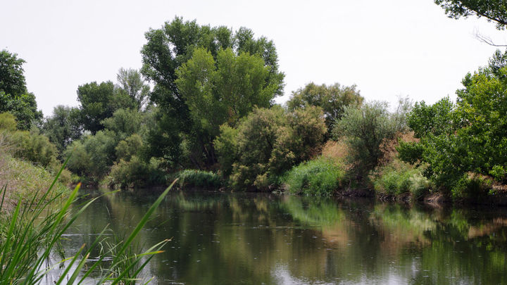 Río Jarama en el Parque Regional del Sureste / COMUNIDAD DE MADRID