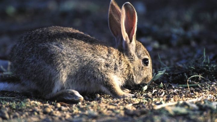 Conejo / Europa Press