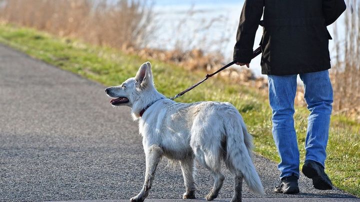 Paseador de mascotas / ARCHIVO