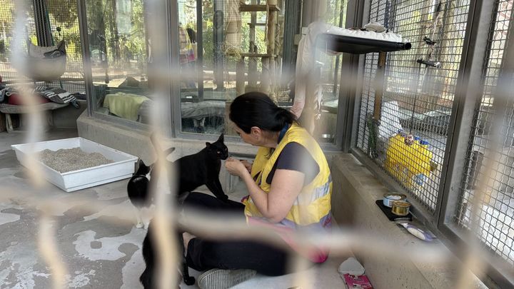 Una voluntaria atiende un grupo de gatos / AYTO MADRID