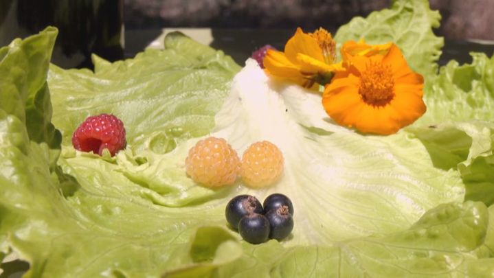 Ensalada silvestre / REDACCION