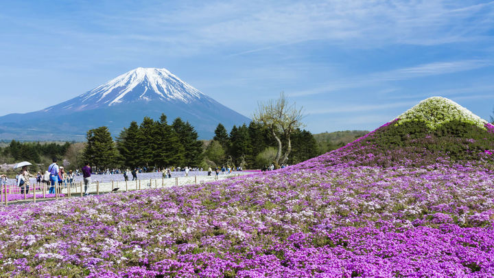 Festival Fuji Shibazakura / Japan National Tourism Organization
