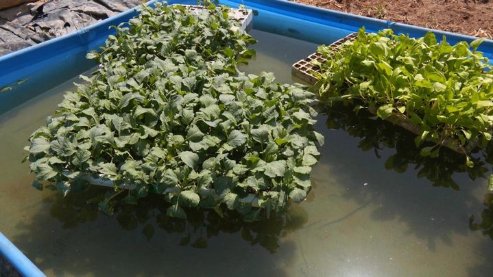 Piscina de berenjenas / REDACCION