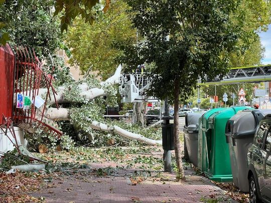 Árbol tirado por el viento en un centro escolar de la Ronda Fiscal, en  Alcalá de Henares / DAYHANA O