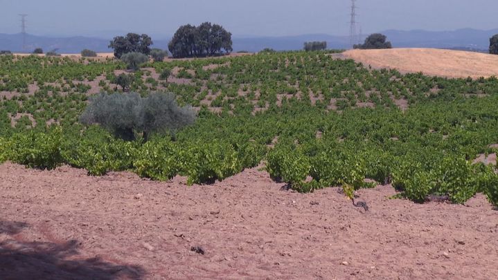 Vid de Cenicientos / REDACCION