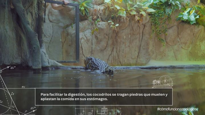 Cocodrilo / Redacción