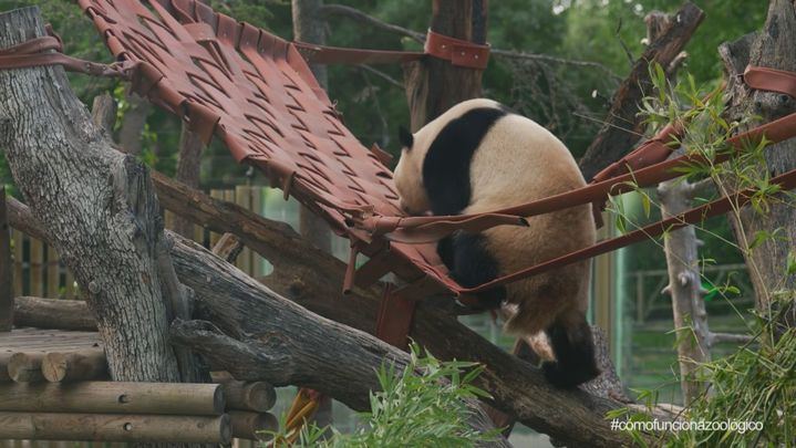 Oso panda / Redacción