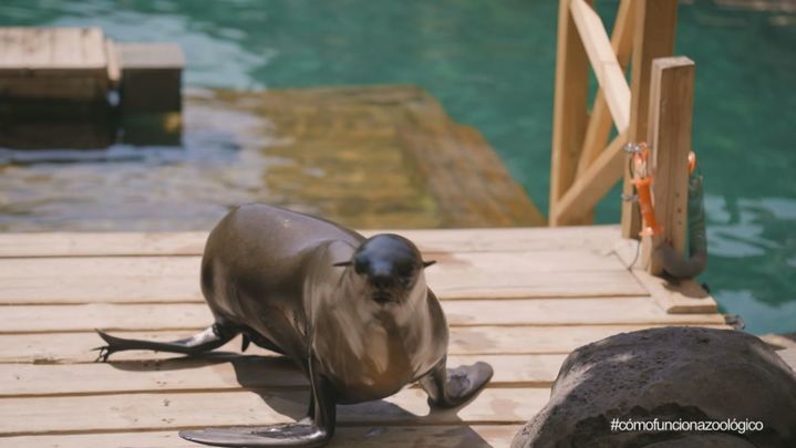 Oso marino / Redacción