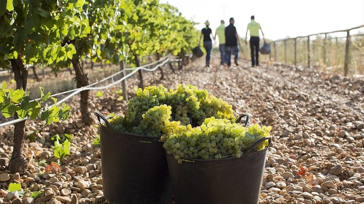 Personas recorren un viñedo de Madrid / ARCHIVO