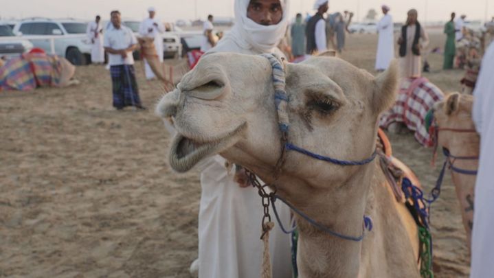 Carrera de camelos en Abu Dabi / TELEMADRID