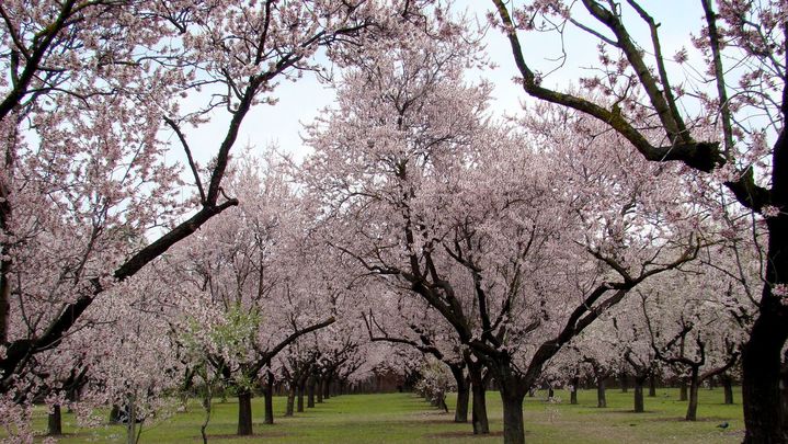 Es la primera señal de que el final del invierno está cerca / WIKIPEDIA