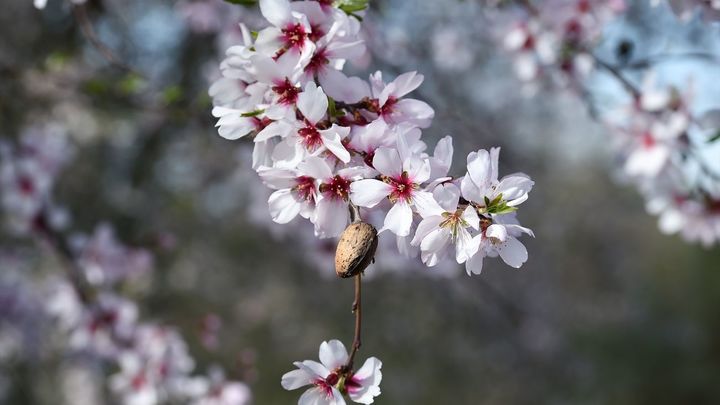 Una almendra entre las flores / EUROPA PRESS