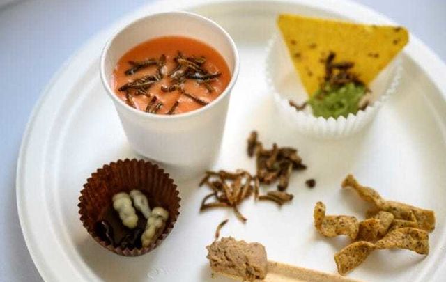 Insectos comestibles / CSIC