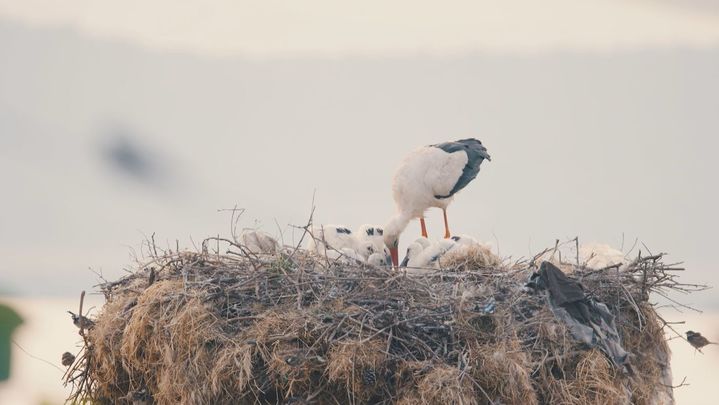 Cigüeñas / Redacción