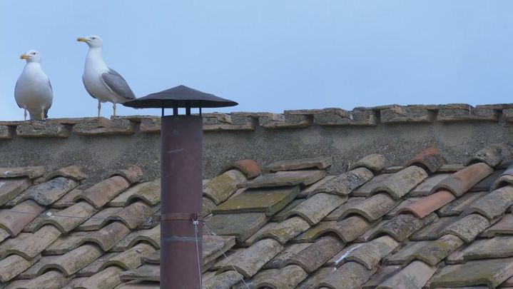 Gaviotas junto a la chimenea / TELEMADRID