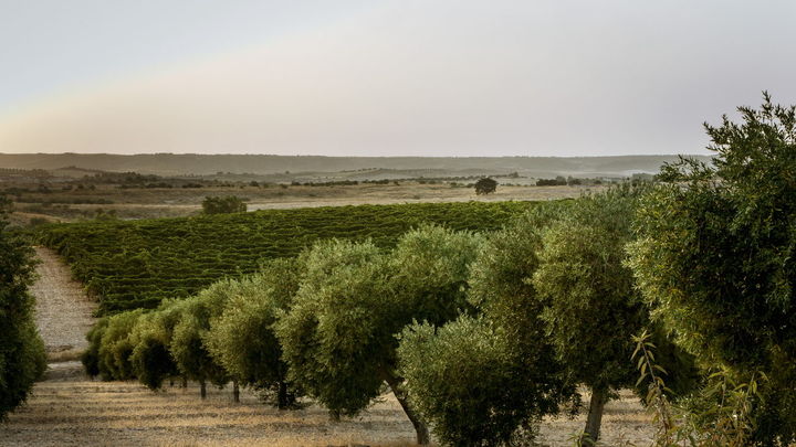 Olivos y viñas en la Comarca de Las Vegas y Alcarria Madrileña / BELÉN IMAZ / COMUNIDAD DE MADRID