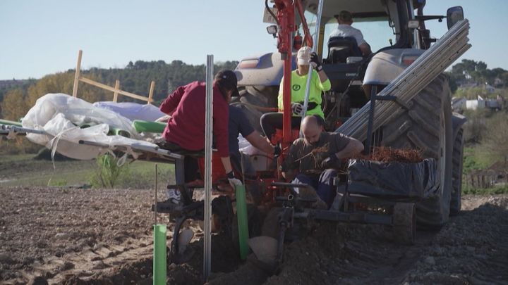 Viticultores en Arganda del Rey / TELEMADRID