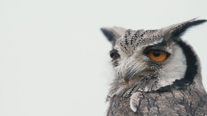 Cetrería / Redacción