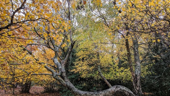 Abedul en la Dehesa de Somosierra / COMUNIDAD DE MADRID