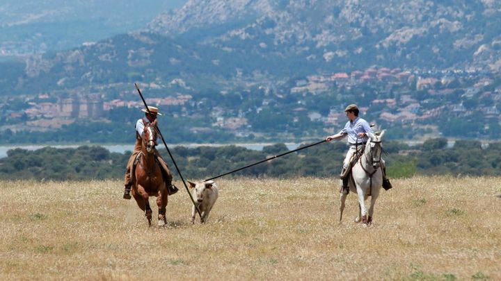 Demostración de acoso y derribo de una res / GANADERIA AURELIO HERNANDO / COMUNIDAD DE MADRID