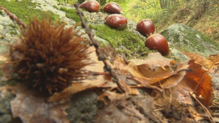 castañas / TeleMadrid