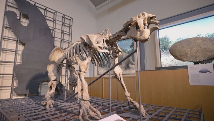 Dinosaurio Museo de Ciencias Naturales / REDACCIÓN