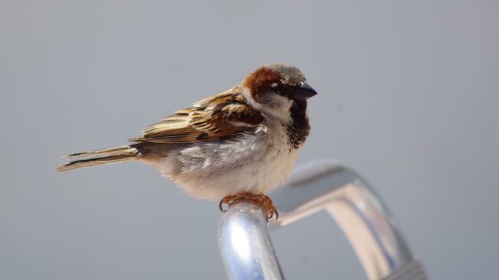 Gorrión común / EuropaPress